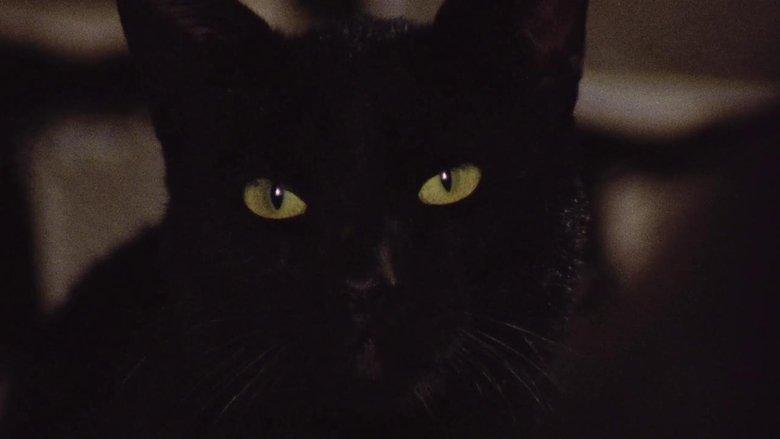 The Black Cat image