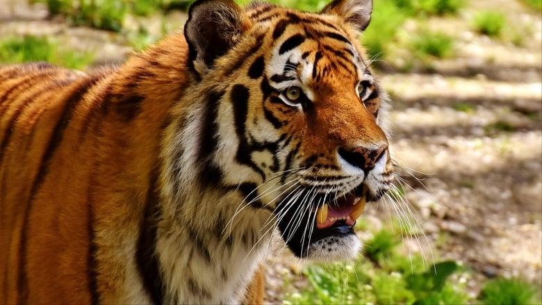 The Secret Lives Of Big Cats image