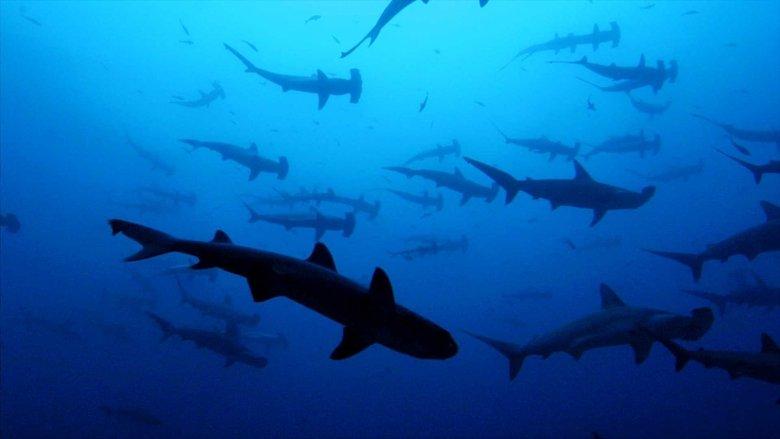 Sharkwater image