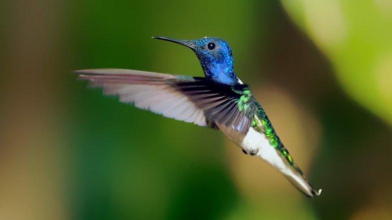 Secrets of Our Living Planet image