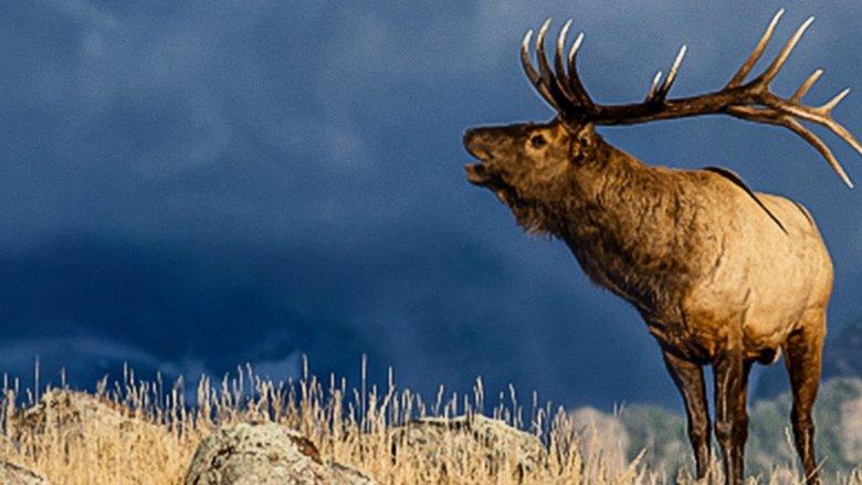 The Olympic Elk image