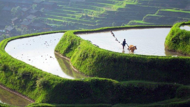 Wild China image