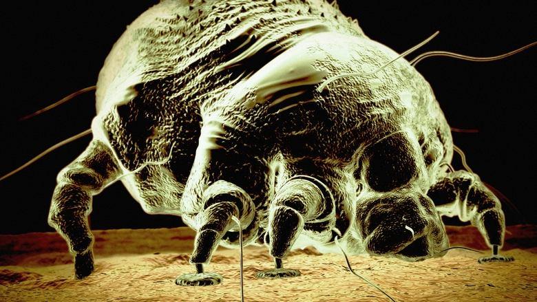 Monsters Inside Me image