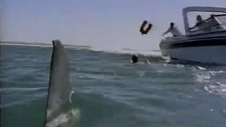Shark's Paradise image