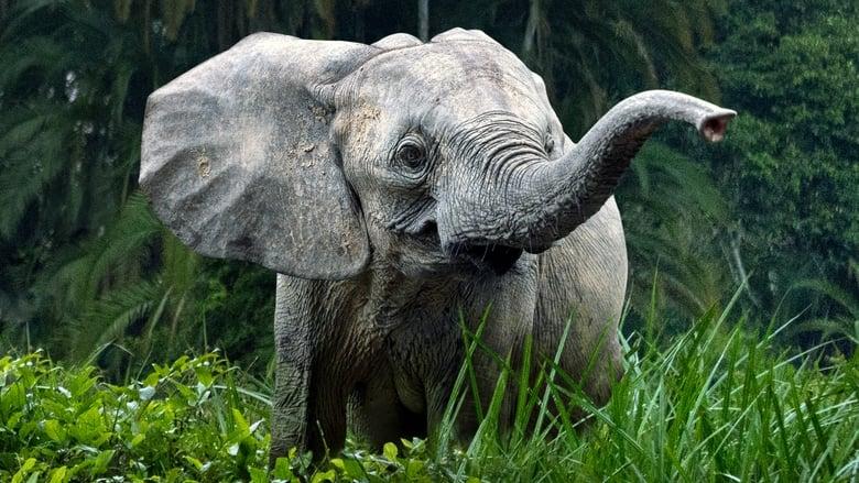 Secrets of the Elephants image