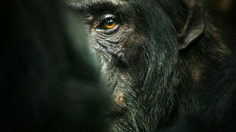 Chimp Empire image