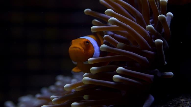 Great Barrier Reef image