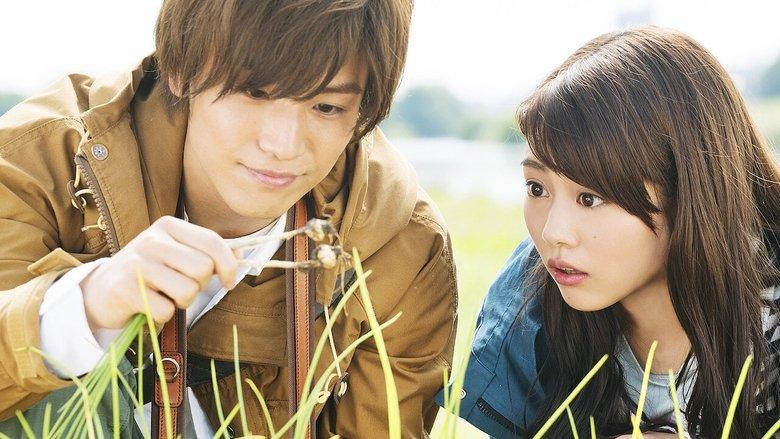 Evergreen Love image