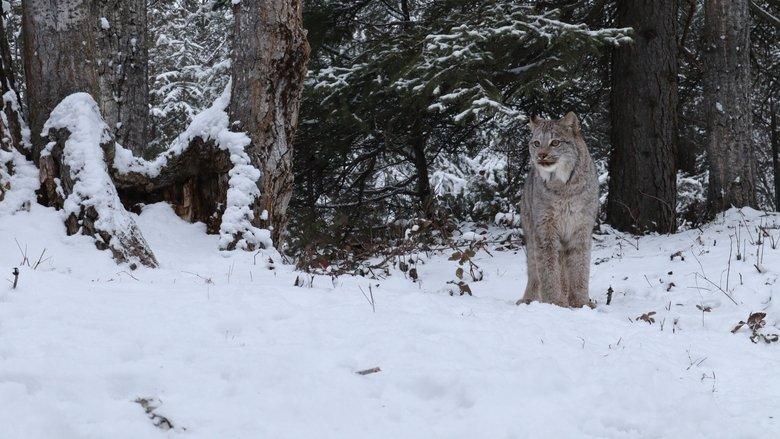 America's Wild Border: Northern Exposure image