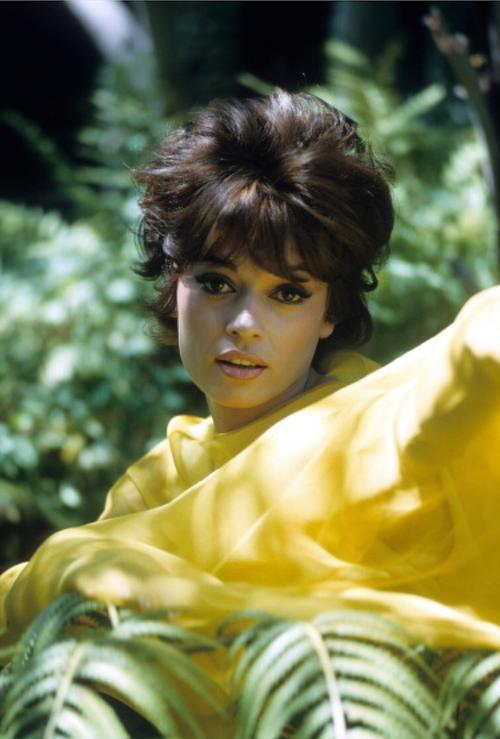 Fran Jeffries image