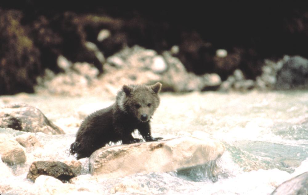 Youk the Bear image