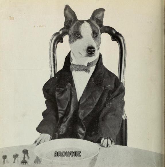 Brownie the Dog image
