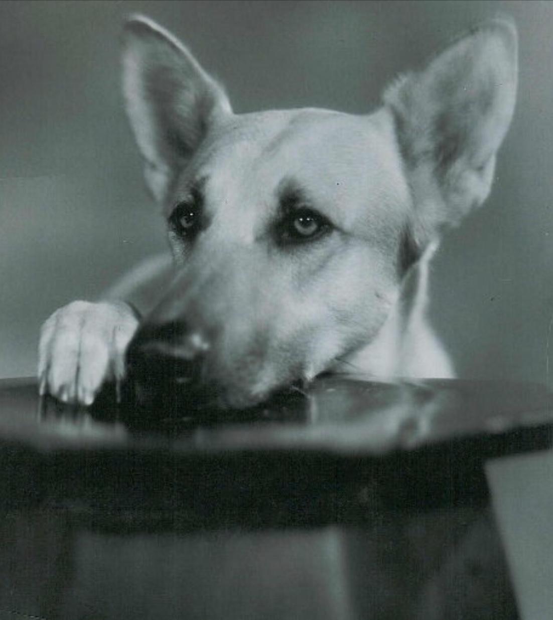 Flash the Dog image