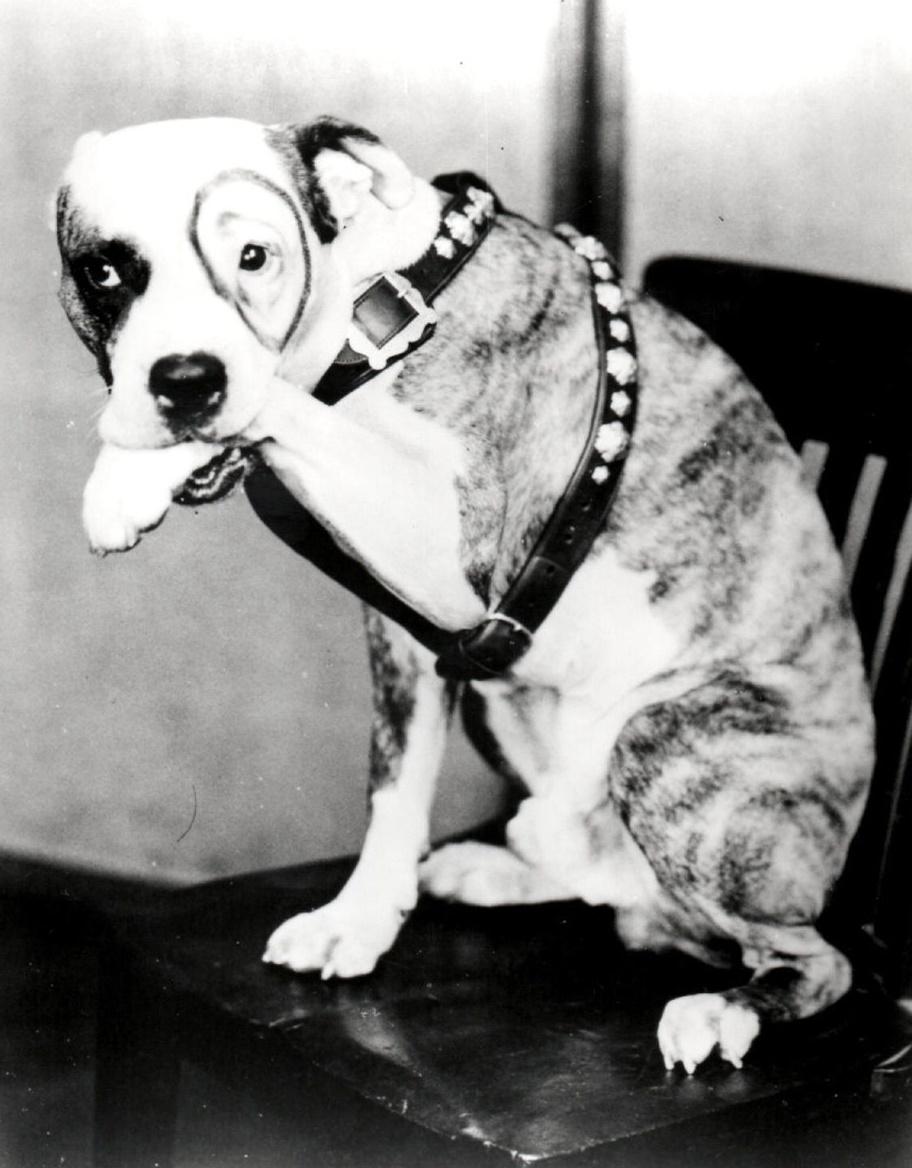 Pete the Dog image