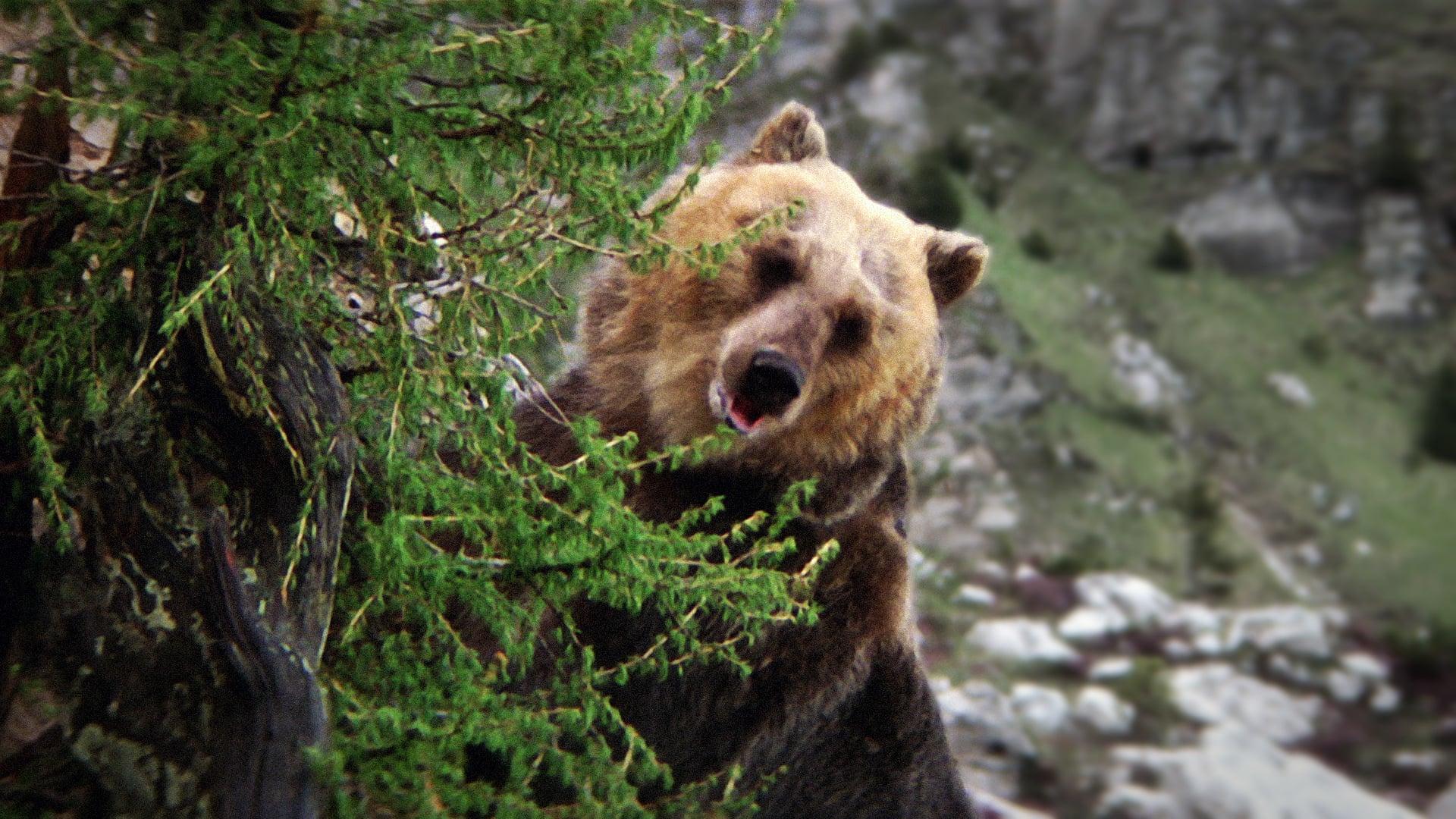 Bozo the Bear image