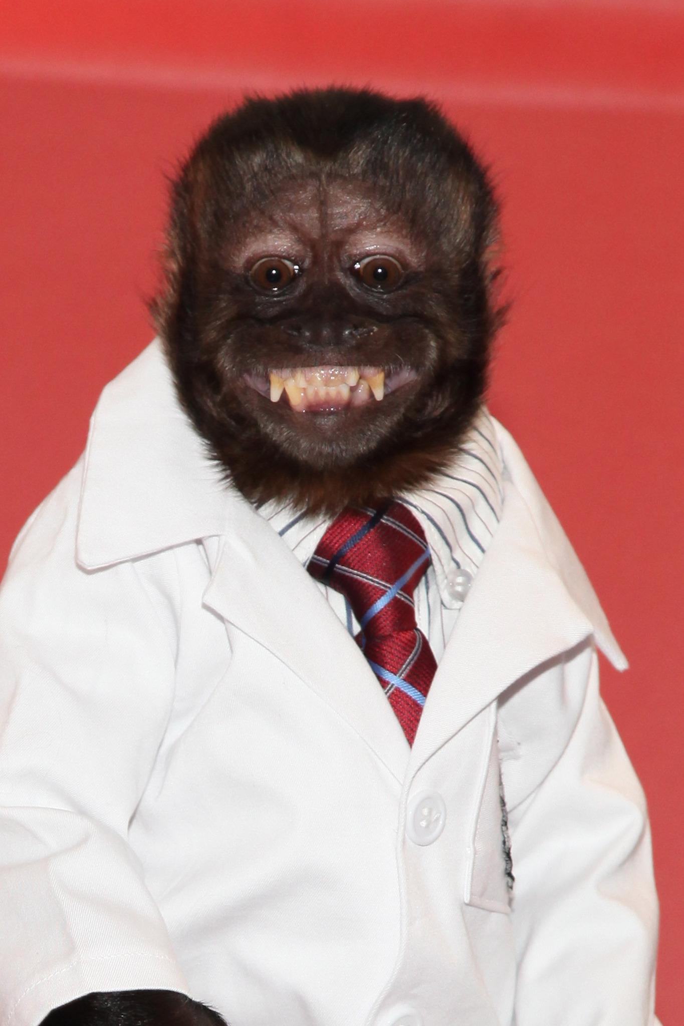 Crystal the Monkey image