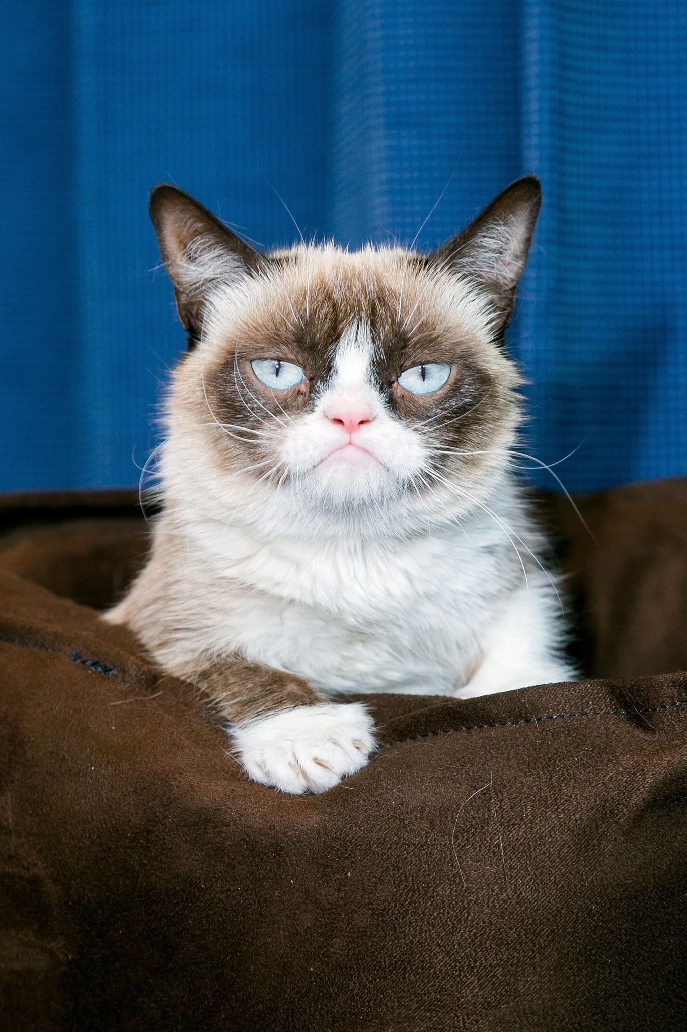 Grumpy Cat image