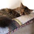 Josie profile photo