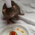 calli profile photo
