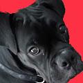 KD profile photo