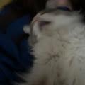 Inuyasha profile photo