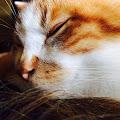 Sloan profile photo