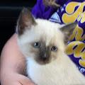 Isabella profile photo