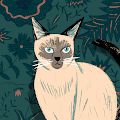 nova profile photo
