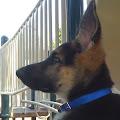 Isa profile photo
