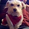 Poppynose profile photo