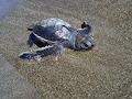 Turtle profile photo