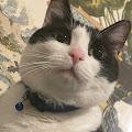 Ace profile photo