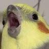 Birb profile photo