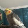 Shoogy profile photo