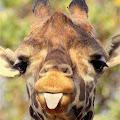 Reeve profile photo