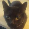 shadow12795 profile photo