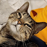 Cat profile photo
