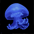 Under profile photo
