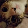 Monty profile photo