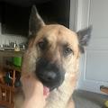 Farah profile photo
