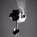 Aysha profile photo