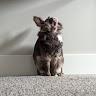 Nikol profile photo