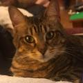 Callie profile photo