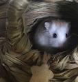 Dwarf profile photo
