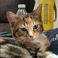 alexis profile photo