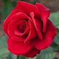 Rose profile photo