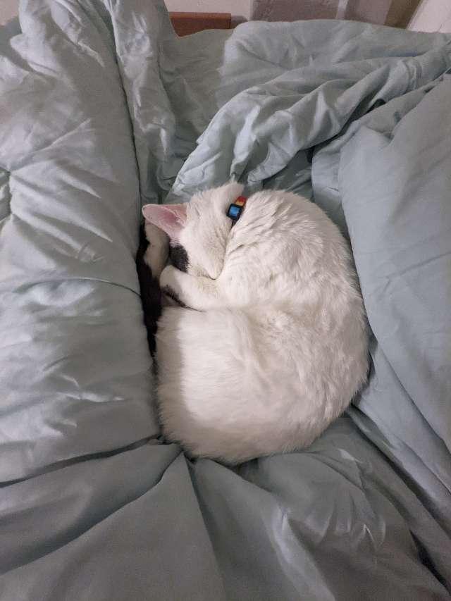 Remy profile photo