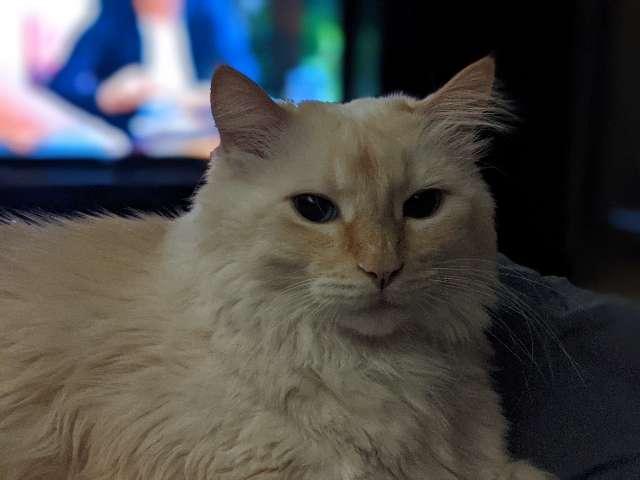 Fae profile photo