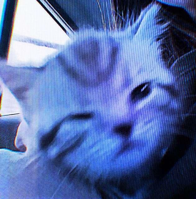 Amira profile photo