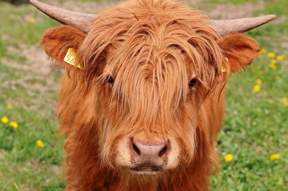GaelStorm profile photo